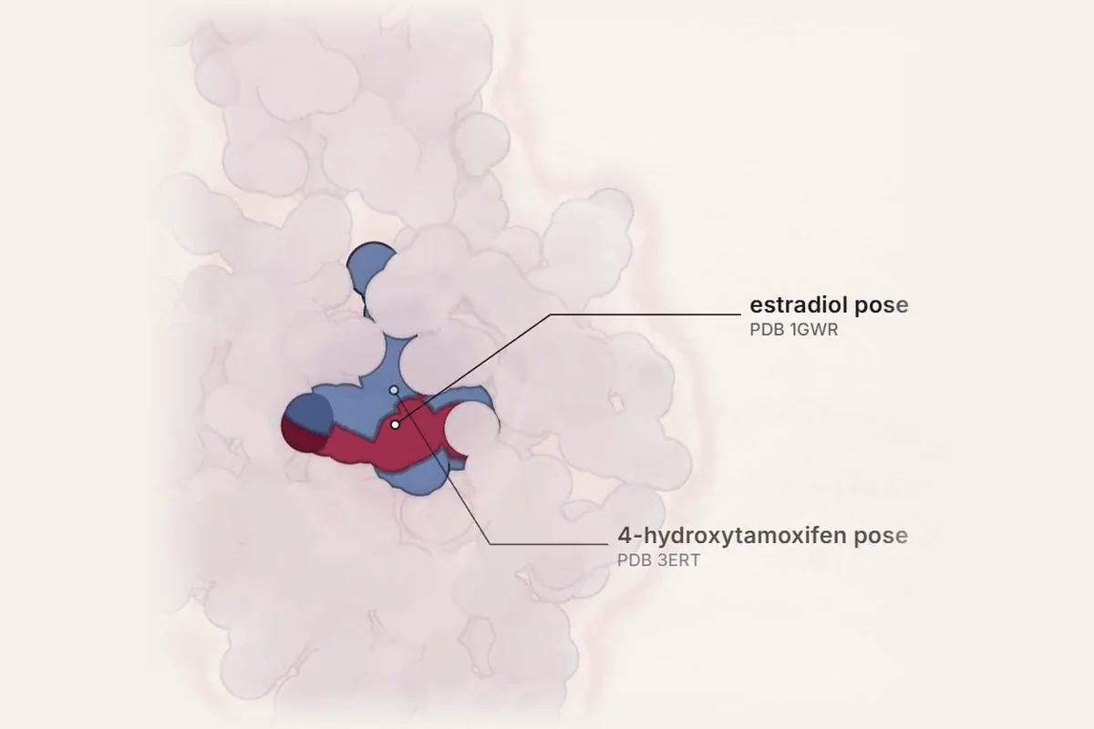 Real structure of the human estrogen receptor ligand-binding domain with the estradiol and 4-hydroxytamoxifen poses overlaid in the same pocket